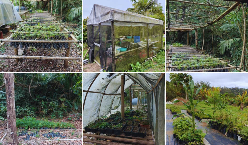 Um viveiro de mudas é um espaço especialmente projetado para a produção e cultivo de plantas jovens. 